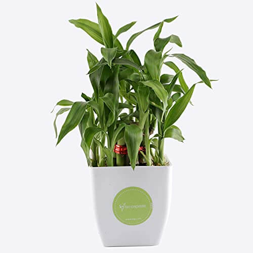 Ferns ‘N’ Petals 2 Layer Lucky Bamboo Live Plant in White Plastic Pot 3 X 3 Inches | Indoor Plants at Discount Price in India